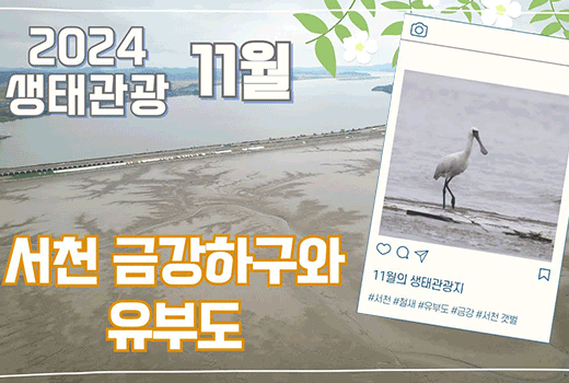 2024 생태관광 11월 서천 금강하구와 유뷰도 11월의 생태관광지 #서천 #철새 #유부도 #금강 #서천 갯벌 