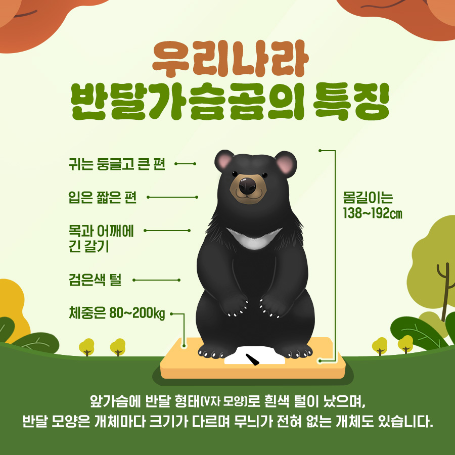 우리나라 반달가슴곰의 특징
귀는 둥글고 큰 편
입은 짧은 편
목과 어깨에 긴 갈기
검은색 털
체중은 80~200kg
몸길이는 138~192cm
앞가슴에 반달형태(V자 모양)로 흰색 털이 났으며,
반달 모양은 개체마다 크기가 다르며 무늬가 전혀 없는 개체도 있습니다.