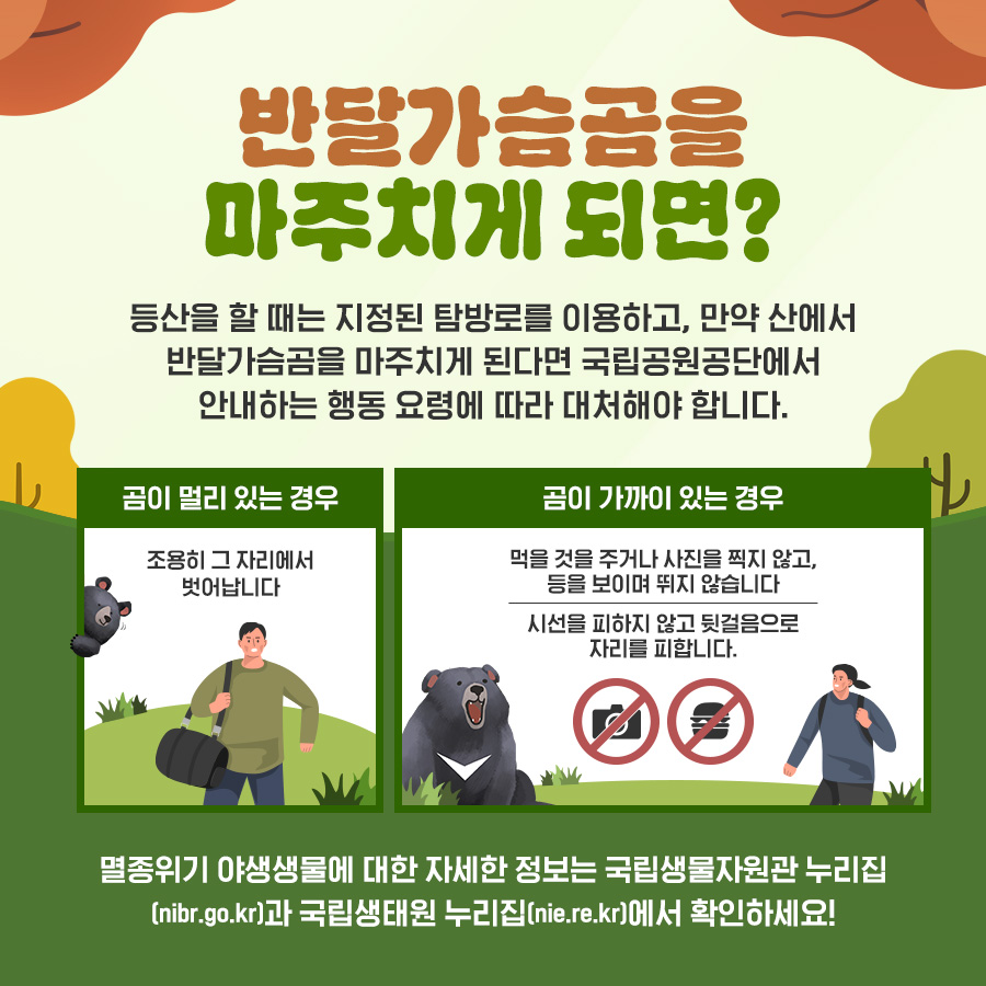 반달가슴곰을 마주치게 되면?
등산을 할 때는 지정된 탐방로를 이용하고, 만약 산에서
반달가슴곰을 마주치게 된다면 국립공원공단에서
안내하는 행동 요령에 따라 대처해야 합니다.
곰이 멀리 있는 경우
조용히 그 자리에서 벗어납니다
곰이 가까이 있는 경우
먹을 것을 주거나 사진을 찍지 않고, 등을 보이며 뛰지 않습니다 시선을 피하지 않고 뒷걸음으로 자리를 피합니다.
멸종위기 야생생물에 대한 자세한 정보는 국립생물자원관 누리집
(nibr.go.kr)과 국립생태원 누리집(nie.re.kr)에서 확인하세요!