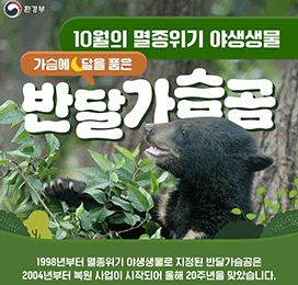 환경부 10월의 멸종위기 야생생물 가슴에 달을 품은 반달가슴곰 1998년부터 멸종위기 야생생물로 지정된 반달가슴곰은 2004년부터 복원 사업이 시작되어 올해 20주년을 맞았습니다. ※국립공원공단 제공